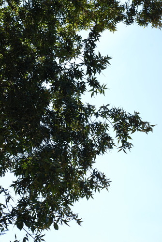 Image of Carya pallida by (c) Douglas Goldman, some rights reserved (CC BY-SA)