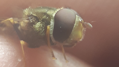 Syrphus vitripennis