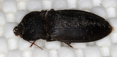 Aphileus