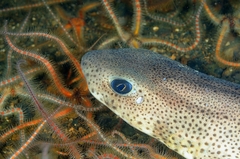 Lesser Spotted Dogfish