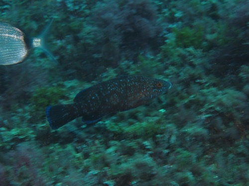 Brown wrasse (Labrus merula) — Labridae — 5