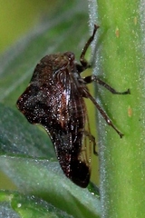 Palonica tremulata