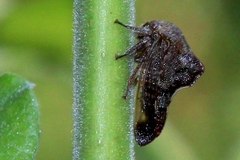Palonica tremulata
