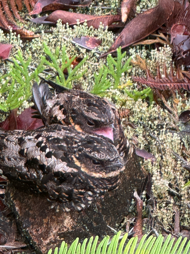 Satanic Nightjar (Eurostopodus diabolicus)