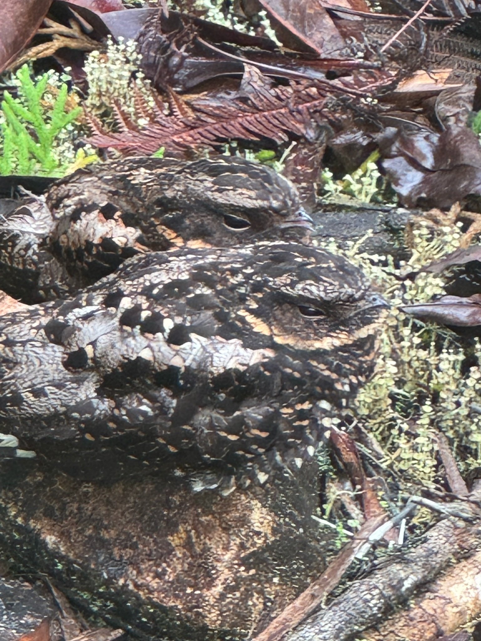 Satanic Nightjar (Eurostopodus diabolicus), photo 2