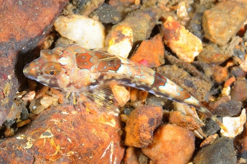 Reticulated dragonet (Callionymus reticulatus) — Callionymidae — 4