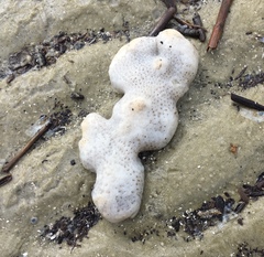 Aplidium stellatum