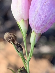 Agalinis plukenetii