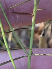 Agalinis plukenetii