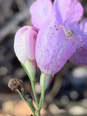 Agalinis plukenetii