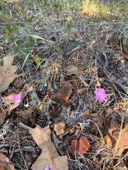 Agalinis plukenetii