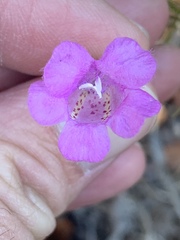 Agalinis plukenetii