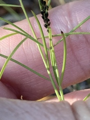Agalinis plukenetii
