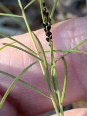 Agalinis plukenetii