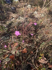 Agalinis plukenetii