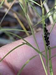 Agalinis plukenetii