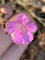 Agalinis plukenetii