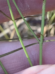 Agalinis plukenetii