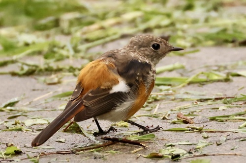 Daurian Redstart