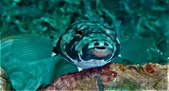 Parapercis tetracantha