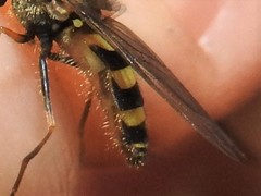 Syrphus vitripennis