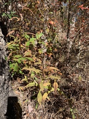 Solidago flaccidifolia
