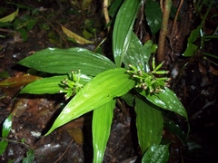 Tropidia polystachya