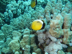 Chaetodon austriacus