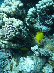 Chaetodon semilarvatus