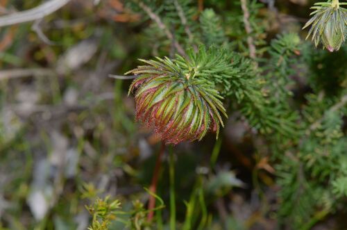 Fringed Bell (Darwinia neildiana)