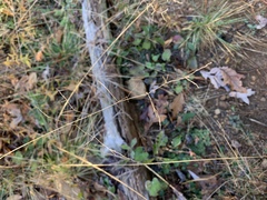 Poa saltuensis