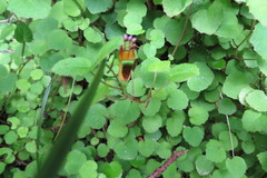 Fuchsia procumbens