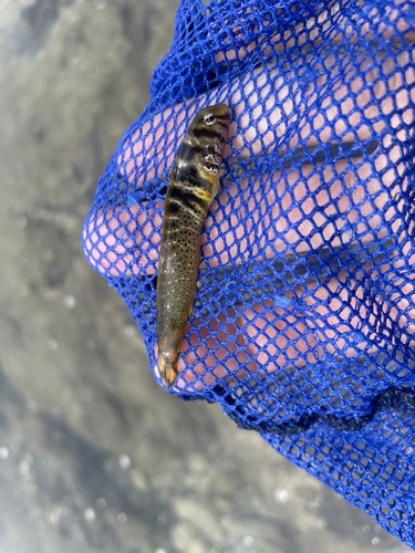 Elegant blenny (Omobranchus elegans) — Blenniidae — 2