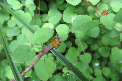 Fuchsia procumbens
