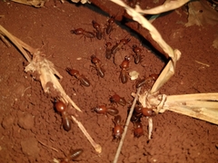 Syntermes molestus