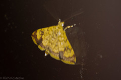 Portentomorpha xanthialis