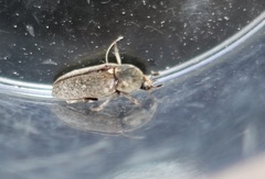 Dermestes