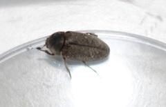 Dermestes