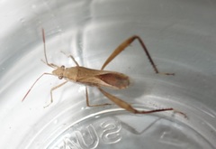 Nariscus conspurcatus