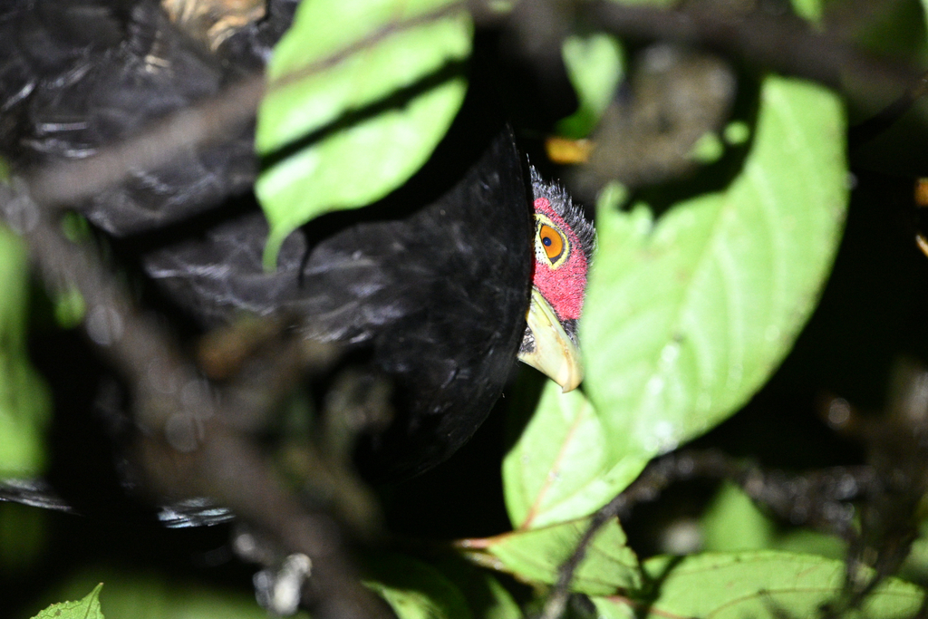 Salvadori's Pheasant (Lophura inornata)