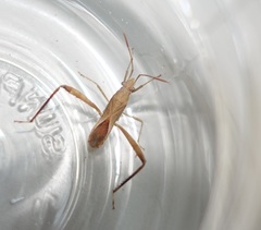 Nariscus conspurcatus