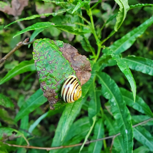 Cepaea hortensis