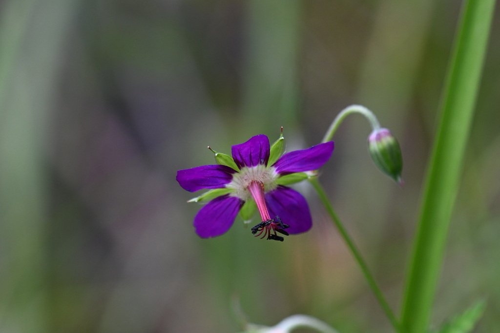 Geranium delavayi