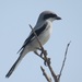 Arabian Grey Shrike - Photo (c) Fadi Yaghmour, some rights reserved (CC BY-NC), uploaded by Fadi Yaghmour