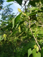 Ipomoea crinicalyx