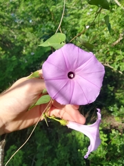 Ipomoea crinicalyx
