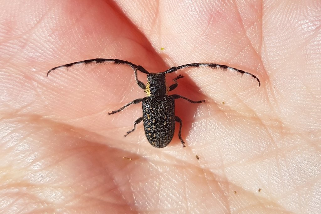 Ancita varicornis from ACT 2609 Kowen SRFH on November 13, 2018 by Liz ...