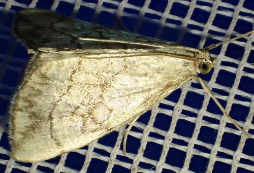 Purple-backed Cabbageworm Moth, Graafland, Groot-Ammers, South Holland, NL, photo 6 of 10