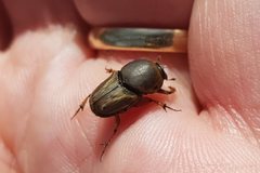 Euoniticellus fulvus