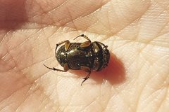 Euoniticellus fulvus